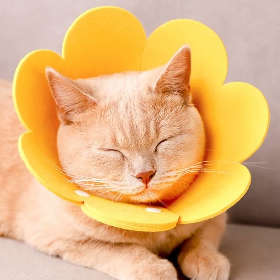 collerette chat jaune dort