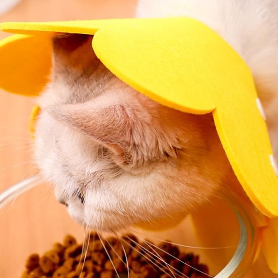 collerette chat jaune mange 
