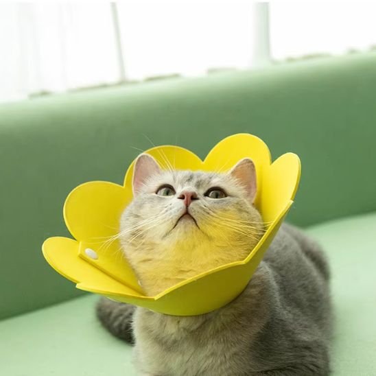 collerette chat jaune regard haut