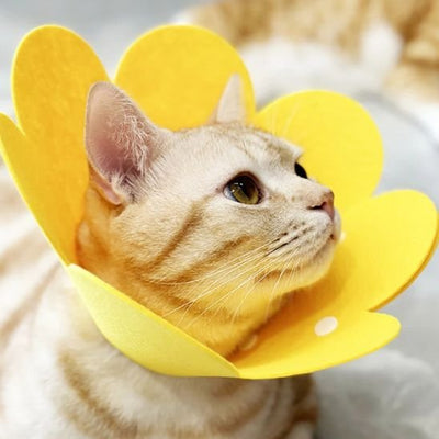 Collerette chat jaune
