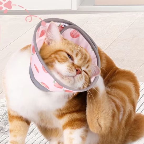 collerette-chat rose roux