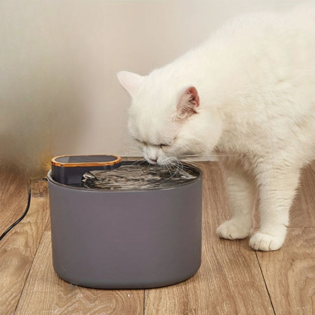 fontaine a eau chat blanc boit