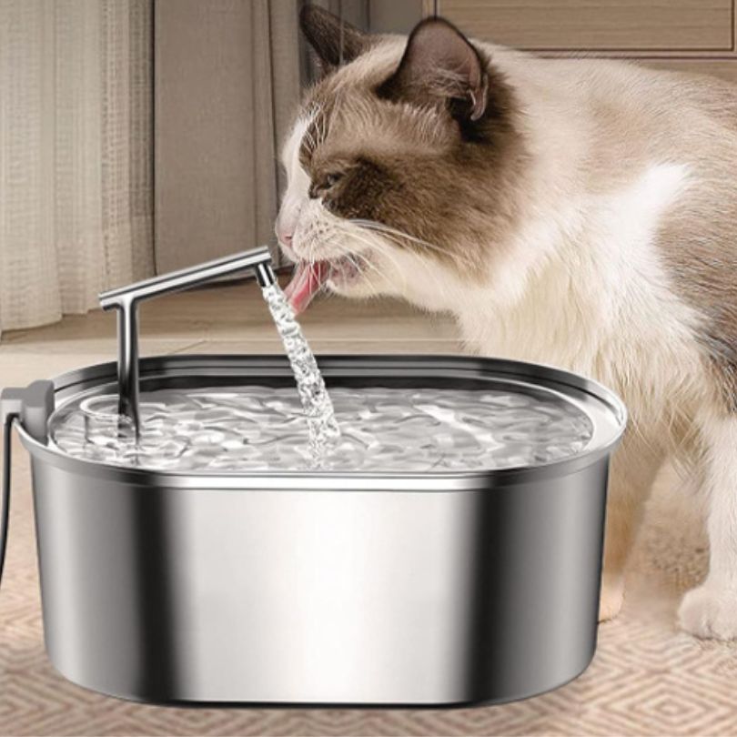 fontaine a eau chat boit