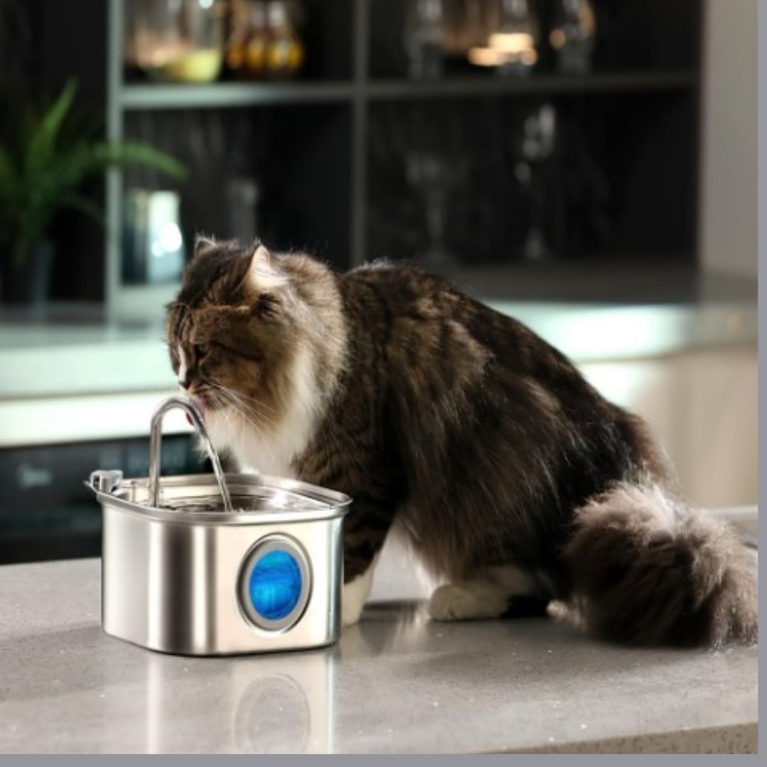 fontaine a eau chat devant fontaine