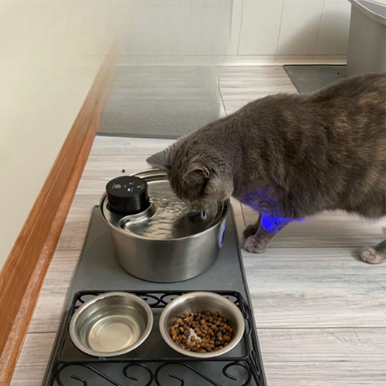 fontaine a eau chat gris