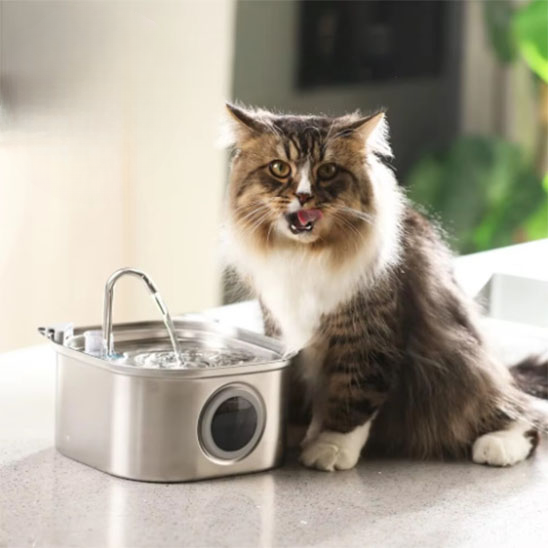 fontaine a eau chat proche