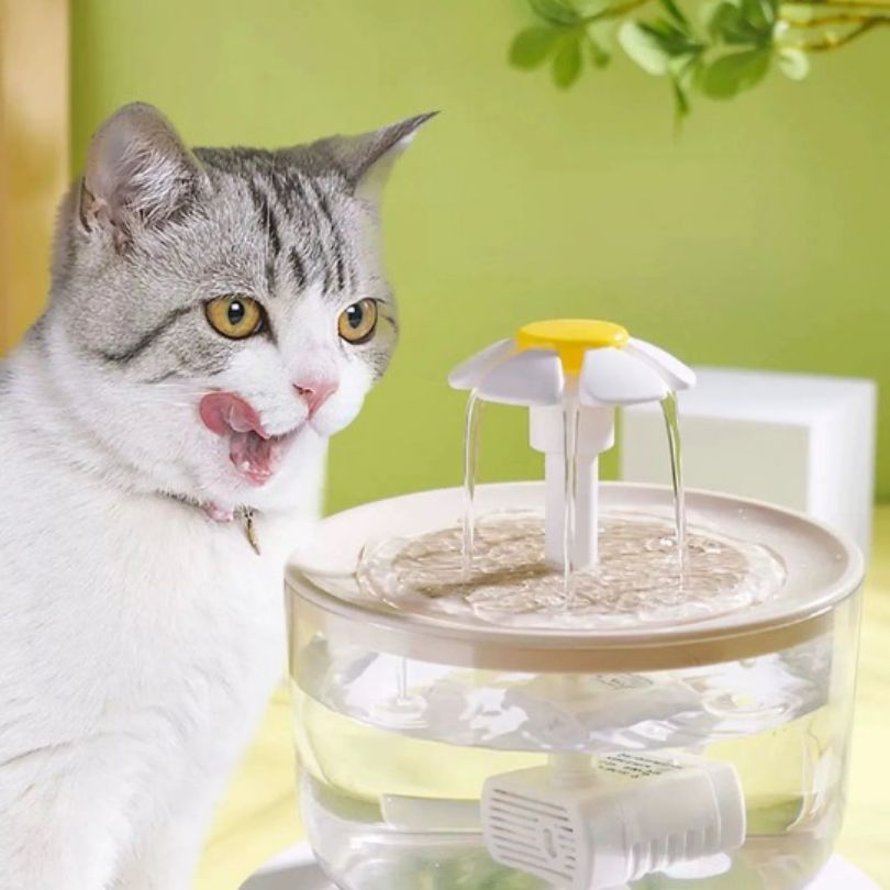 fontaine a eau chat se pourlèche