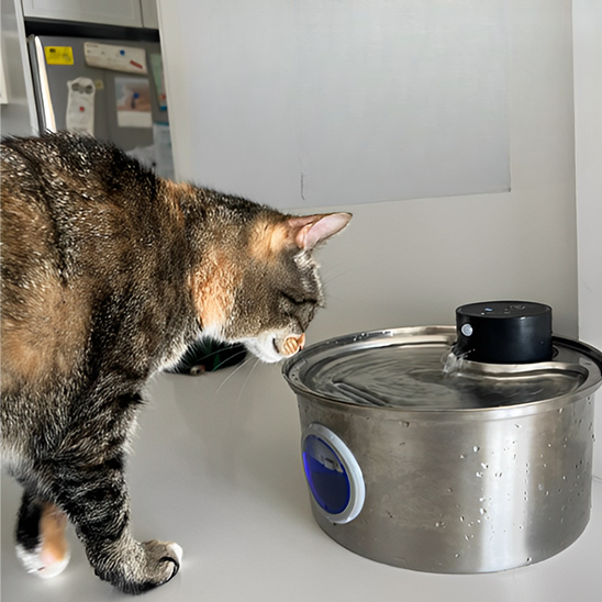 fontaine a eau chat tigre