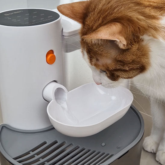 fontaine a eau pour chat 2 boit eau