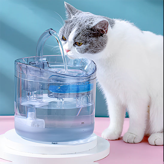 fontaine eau chat gris blanc