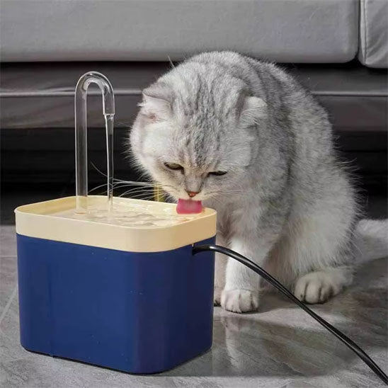 fontaine eau chat gris boit