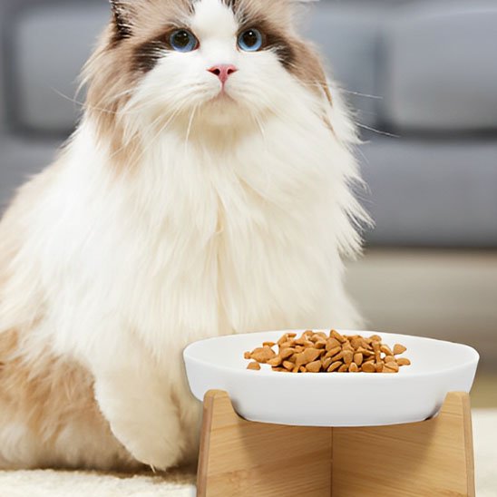 gamelle anti glouton chat blanc beige debout