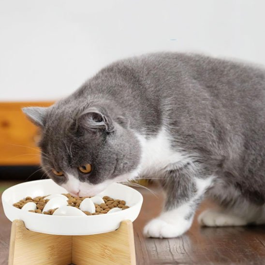 gamelle anti glouton chat gris-blanc mange