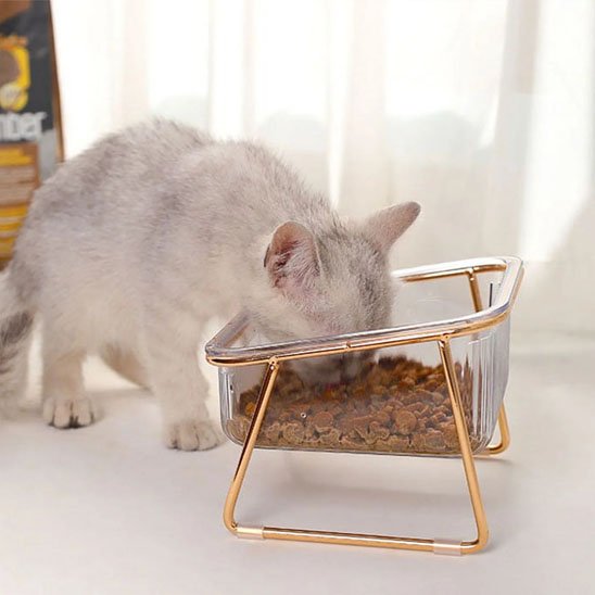 gamelle chat chaton mange