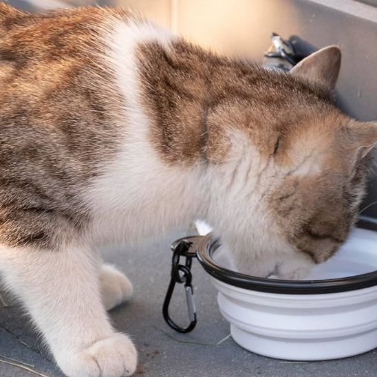 gamelle chat pliable blanc